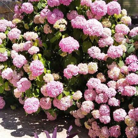 Niko With Private Swimming Pool