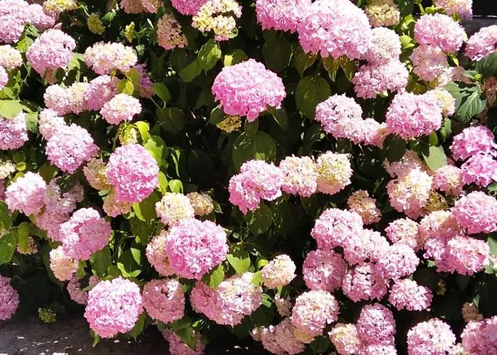 Niko With Private Swimming Pool